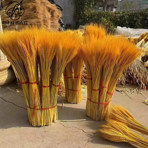 Dried barley flowers opened, wheat ears, bouquets, gifts, living room pastoral decoration, flower arrangement props, golden dried flowers