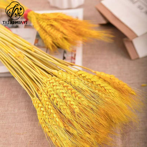 Dried barley flowers opened, wheat ears, bouquets, gifts, living room pastoral decoration, flower arrangement props, golden dried flowers