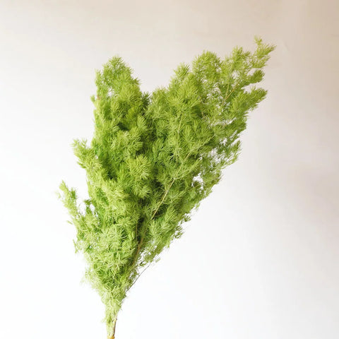 Wholesale DIY Preserved Pine Materials Cedar Preserved Flowers & Plants for Floral Ornaments Decoration Dried Flowers & Plants