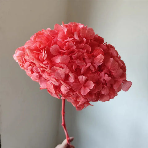 Anna Large Leaf Hydrangeas Preserved Bleached Color Single Bulk Dried Flowers & Plants Flower Wall Decor Father's Day