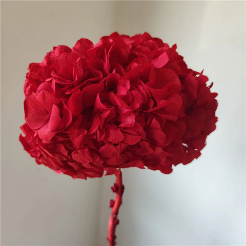 Anna Large Leaf Hydrangeas Preserved Bleached Color Single Bulk Dried Flowers & Plants Flower Wall Decor Father's Day