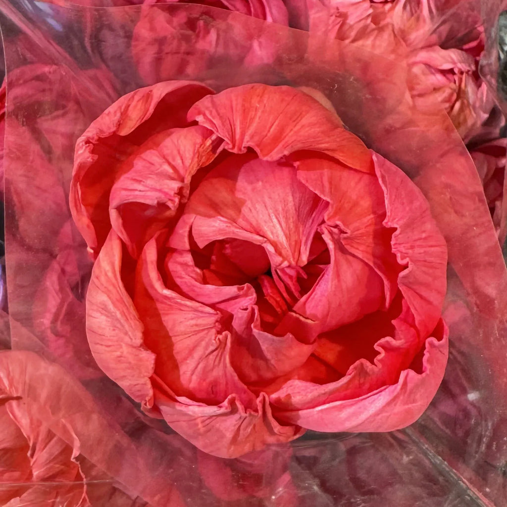 Tongcao Large Dried Peony Flower Home Decoration Preserved Artificial Red Flower Ball Arrangement Centerpieces Bunches