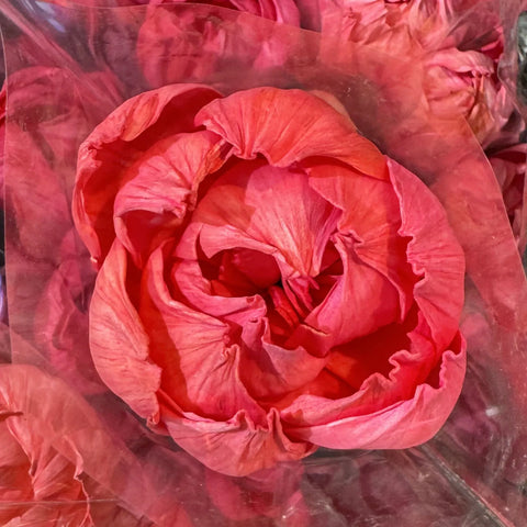 Tongcao Large Dried Peony Flower Home Decoration Preserved Artificial Red Flower Ball Arrangement Centerpieces Bunches