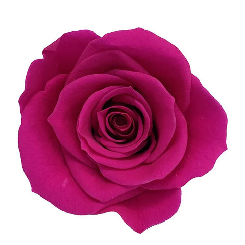 Forever Roses Preserved Flower Heads 6 Pieces DIY Gift Making Materials Wedding Centerpieces Flower Decorations Items