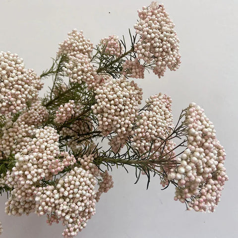 Preserved Rice Flower Dried Flower Aromatherapy Floating Flower Photography Props DIY Flower Wholesale Christmas Thanksgiving