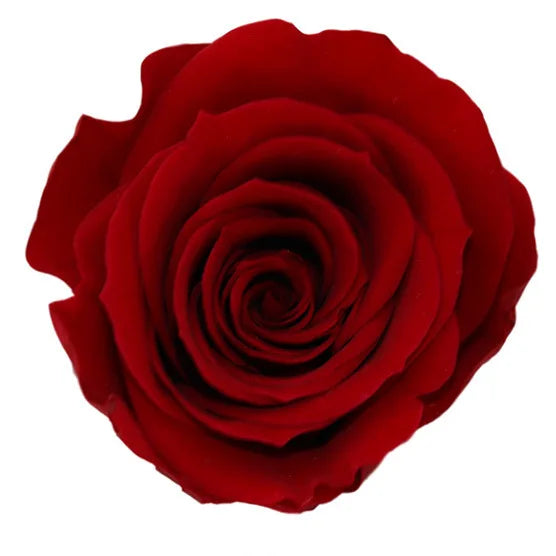 Forever Roses Preserved Flower Heads 6 Pieces DIY Gift Making Materials Wedding Centerpieces Flower Decorations Items