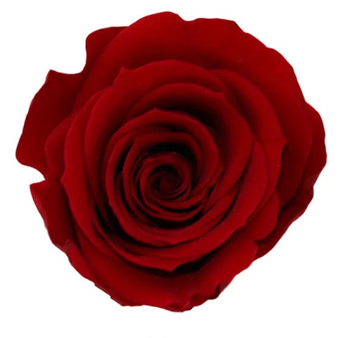 Forever Roses Preserved Flower Heads 6 Pieces DIY Gift Making Materials Wedding Centerpieces Flower Decorations Items