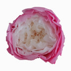 Grade Austin Rose Flower Head 4-5cm Preserved Real Flower 8-Pack Photography Props Wedding Mother's Day Christmas Gift Box