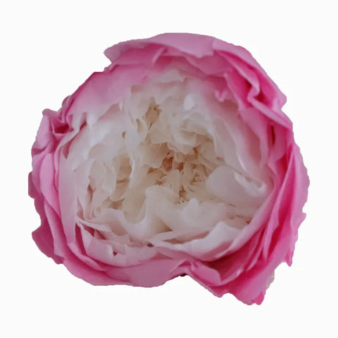 Grade Austin Rose Flower Head 4-5cm Preserved Real Flower 8-Pack Photography Props Wedding Mother's Day Christmas Gift Box