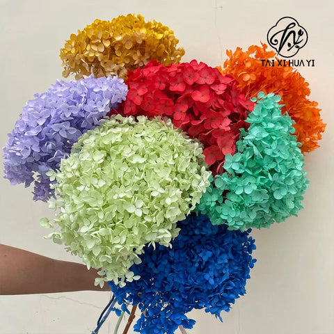 Anna Large Leaf Hydrangeas Preserved Bleached Color Single Bulk Dried Flowers & Plants Flower Wall Decor Father's Day