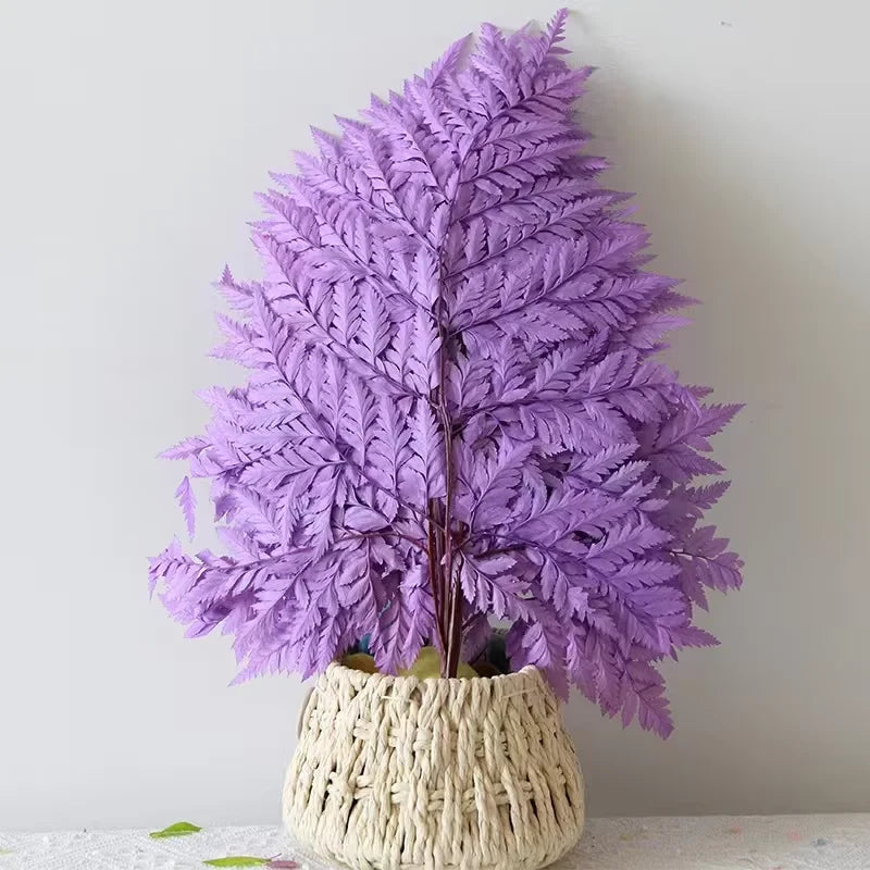 Genuine White Ferns Are Stably Preserved DIY Handicrafts Weddings Home Decorations Dried Flower Plants Mother's Day Graduation
