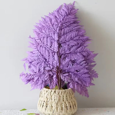 Genuine White Ferns Are Stably Preserved DIY Handicrafts Weddings Home Decorations Dried Flower Plants Mother's Day Graduation