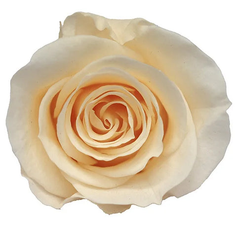 Forever Roses Preserved Flower Heads 6 Pieces DIY Gift Making Materials Wedding Centerpieces Flower Decorations Items