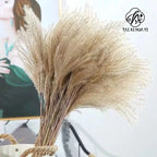 Best-Selling Bohemian Dried Pampas Reed Flowers Mother's Day Graduation Christmas Wedding Valentine's Day Home Decoration Fluffy