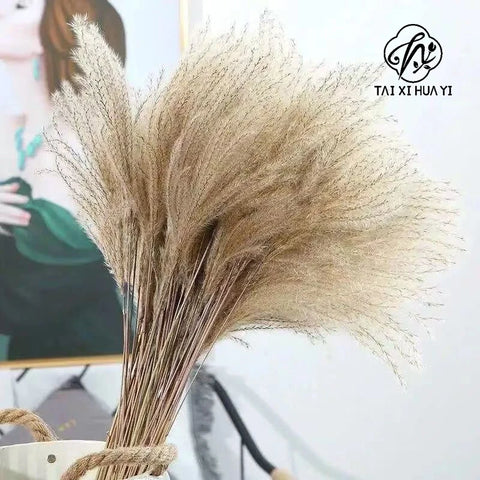 Best-Selling Bohemian Dried Pampas Reed Flowers Mother's Day Graduation Christmas Wedding Valentine's Day Home Decoration Fluffy