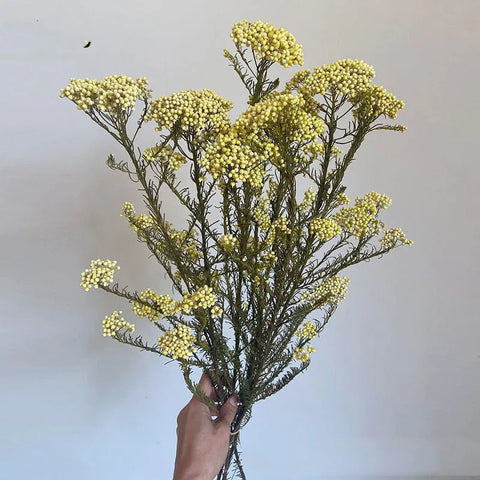 Preserved Rice Flower Dried Flower Aromatherapy Floating Flower Photography Props DIY Flower Wholesale Christmas Thanksgiving