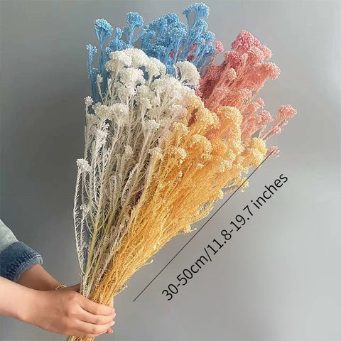 Preserved Rice Flower Dried Flower Aromatherapy Floating Flower Photography Props DIY Flower Wholesale Christmas Thanksgiving