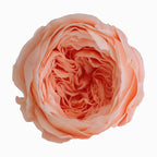 Grade Austin Rose Flower Head 4-5cm Preserved Real Flower 8-Pack Photography Props Wedding Mother's Day Christmas Gift Box
