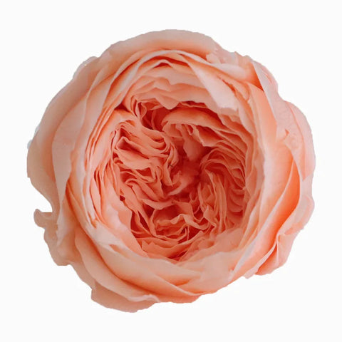 Grade Austin Rose Flower Head 4-5cm Preserved Real Flower 8-Pack Photography Props Wedding Mother's Day Christmas Gift Box