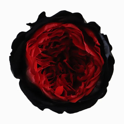 Grade Austin Rose Flower Head 4-5cm Preserved Real Flower 8-Pack Photography Props Wedding Mother's Day Christmas Gift Box