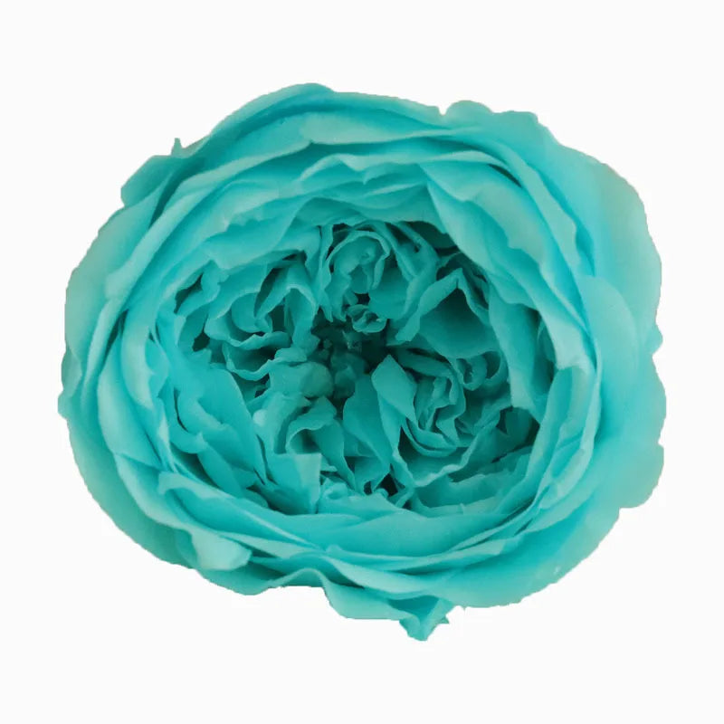 Grade Austin Rose Flower Head 4-5cm Preserved Real Flower 8-Pack Photography Props Wedding Mother's Day Christmas Gift Box