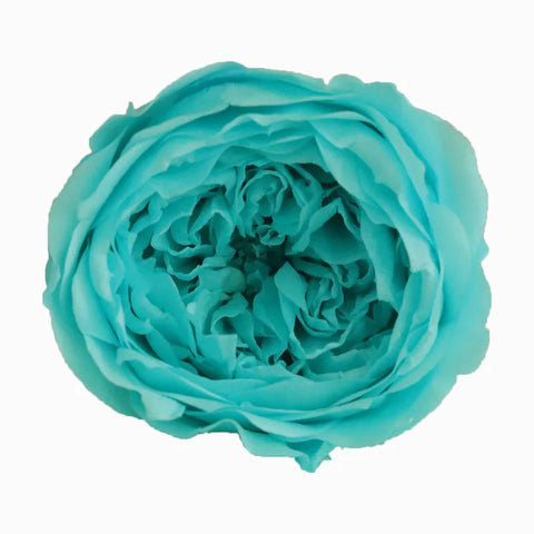 Grade Austin Rose Flower Head 4-5cm Preserved Real Flower 8-Pack Photography Props Wedding Mother's Day Christmas Gift Box