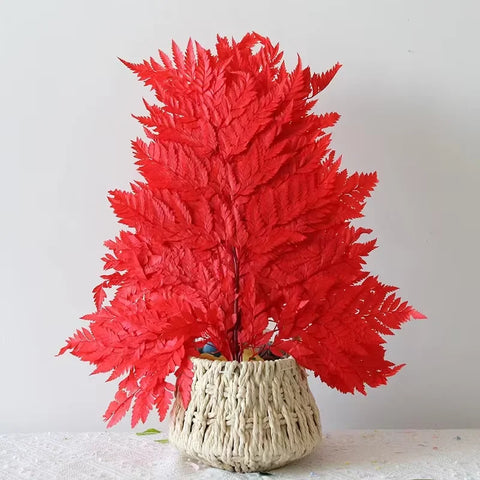 Genuine White Ferns Are Stably Preserved DIY Handicrafts Weddings Home Decorations Dried Flower Plants Mother's Day Graduation