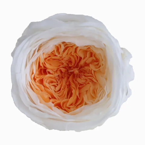 Grade Austin Rose Flower Head 4-5cm Preserved Real Flower 8-Pack Photography Props Wedding Mother's Day Christmas Gift Box