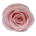 Forever Roses Preserved Flower Heads 6 Pieces DIY Gift Making Materials Wedding Centerpieces Flower Decorations Items