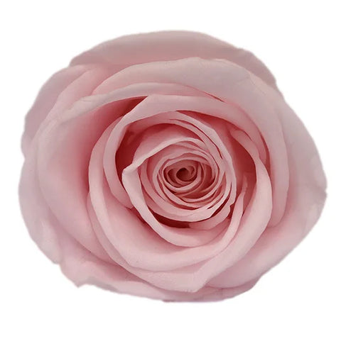 Forever Roses Preserved Flower Heads 6 Pieces DIY Gift Making Materials Wedding Centerpieces Flower Decorations Items