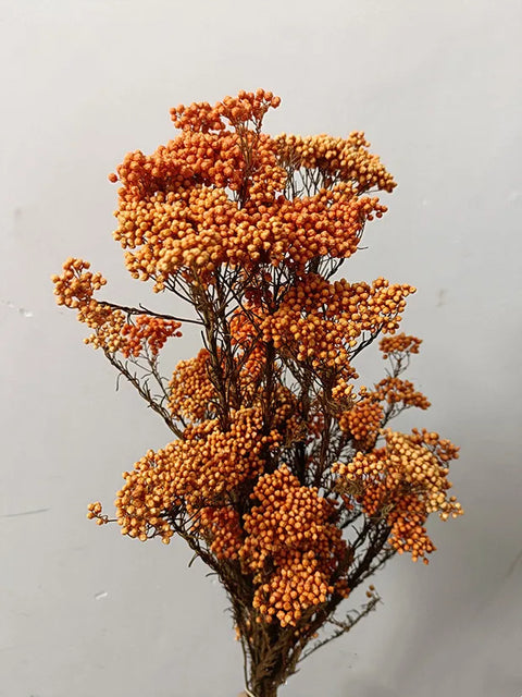Preserved Rice Flower Dried Flower Aromatherapy Floating Flower Photography Props DIY Flower Wholesale Christmas Thanksgiving