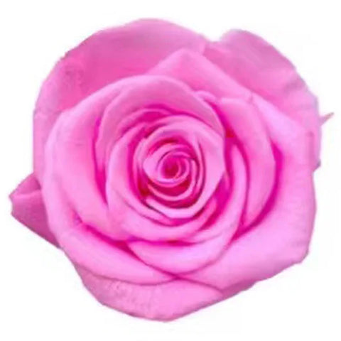Forever Roses Preserved Flower Heads 6 Pieces DIY Gift Making Materials Wedding Centerpieces Flower Decorations Items