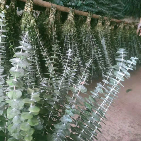 A-grade Preserved Eucalyptus Leaf Dried Flowers Immortal Bouquet Decorative Copper Coin Leaves for Graduation Valentine's Day