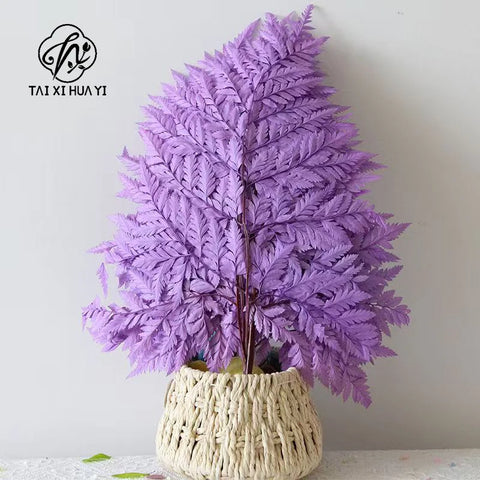 Genuine White Ferns Are Stably Preserved DIY Handicrafts Weddings Home Decorations Dried Flower Plants Mother's Day Graduation