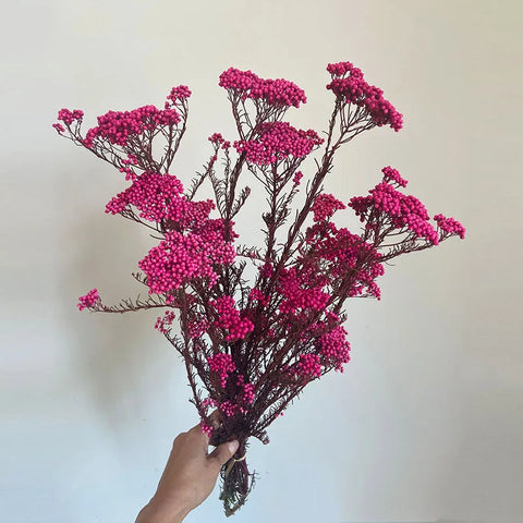 Preserved Rice Flower Dried Flower Aromatherapy Floating Flower Photography Props DIY Flower Wholesale Christmas Thanksgiving