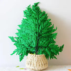 Genuine White Ferns Are Stably Preserved DIY Handicrafts Weddings Home Decorations Dried Flower Plants Mother's Day Graduation