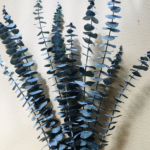 A-grade Preserved Eucalyptus Leaf Dried Flowers Immortal Bouquet Decorative Copper Coin Leaves for Graduation Valentine's Day