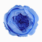 Grade Austin Rose Flower Head 4-5cm Preserved Real Flower 8-Pack Photography Props Wedding Mother's Day Christmas Gift Box
