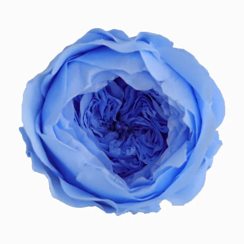 Grade Austin Rose Flower Head 4-5cm Preserved Real Flower 8-Pack Photography Props Wedding Mother's Day Christmas Gift Box