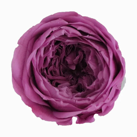 Grade Austin Rose Flower Head 4-5cm Preserved Real Flower 8-Pack Photography Props Wedding Mother's Day Christmas Gift Box