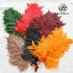 Genuine White Ferns Are Stably Preserved DIY Handicrafts Weddings Home Decorations Dried Flower Plants Mother's Day Graduation