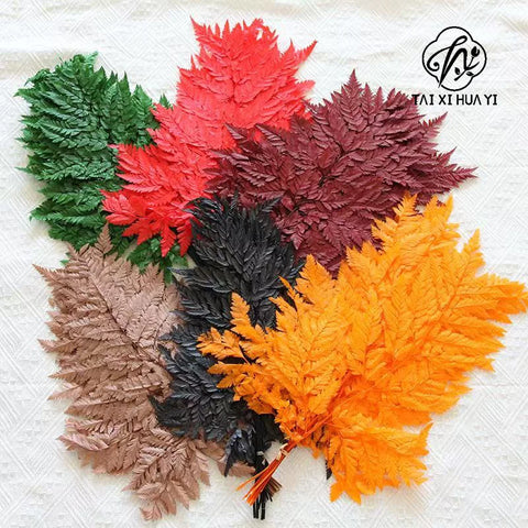 Genuine White Ferns Are Stably Preserved DIY Handicrafts Weddings Home Decorations Dried Flower Plants Mother's Day Graduation