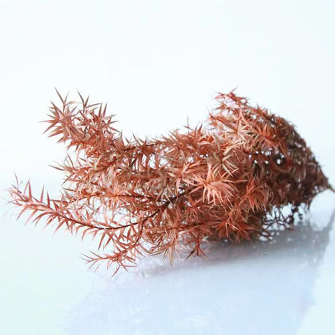 Wholesale Preserved Artificial Dried Flowers Garland 60cm for Graduation Wedding Christmas Halloween Valentine's Day Decorations