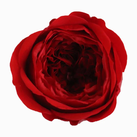 Grade Austin Rose Flower Head 4-5cm Preserved Real Flower 8-Pack Photography Props Wedding Mother's Day Christmas Gift Box