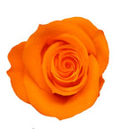 Forever Roses Preserved Flower Heads 6 Pieces DIY Gift Making Materials Wedding Centerpieces Flower Decorations Items