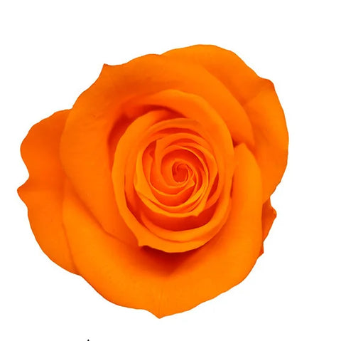 Forever Roses Preserved Flower Heads 6 Pieces DIY Gift Making Materials Wedding Centerpieces Flower Decorations Items