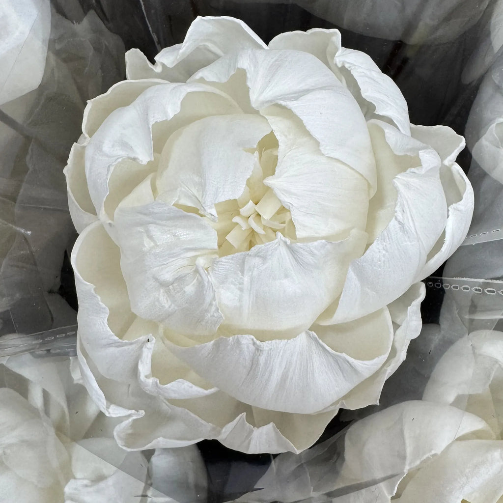 Tongcao Large Dried Peony Flower Home Decoration Preserved Artificial Red Flower Ball Arrangement Centerpieces Bunches