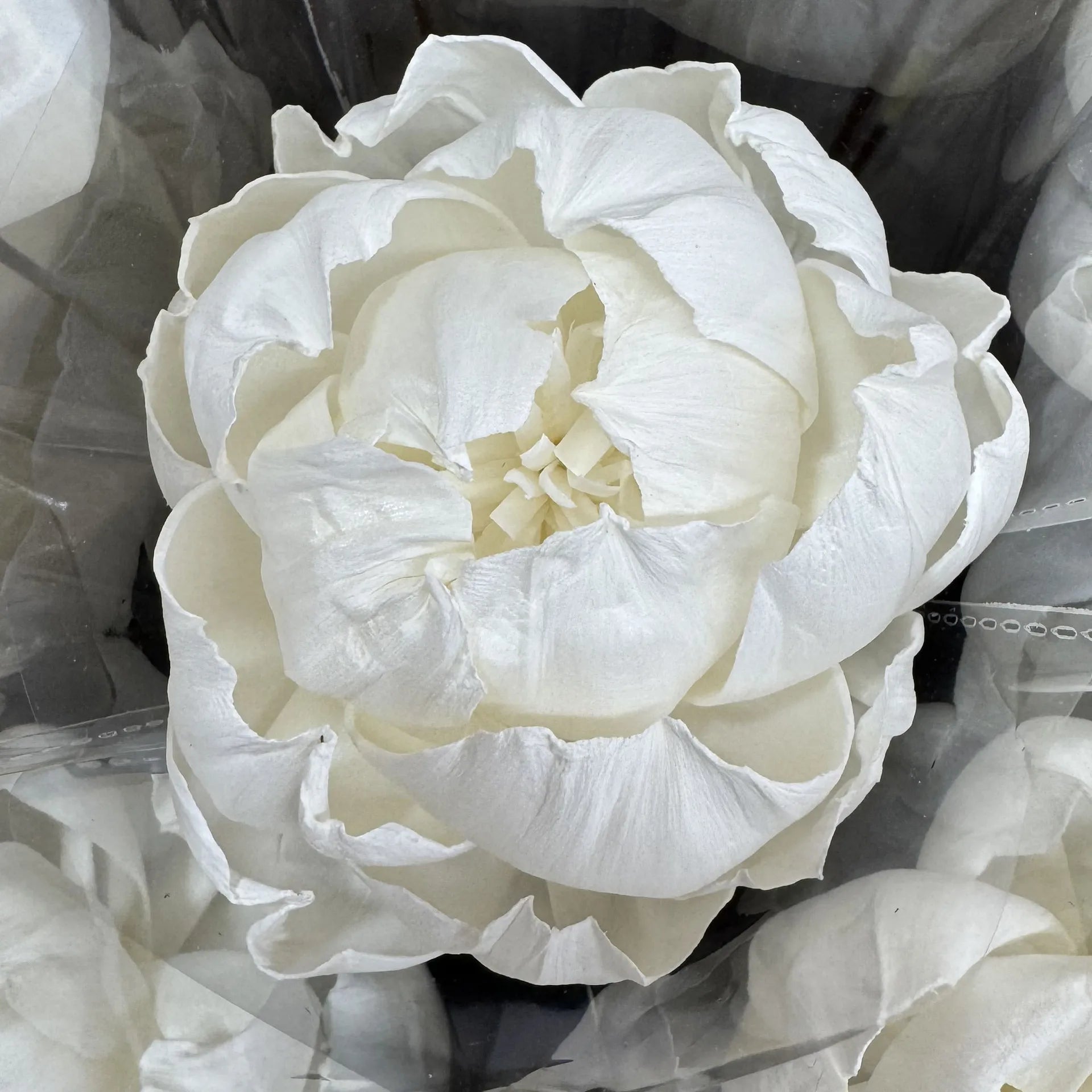 Tongcao Large Dried Peony Flower Home Decoration Preserved Artificial Red Flower Ball Arrangement Centerpieces Bunches