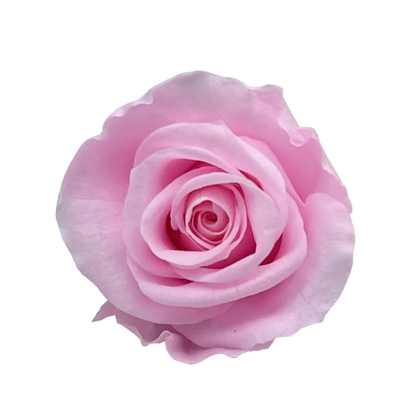 Forever Roses Preserved Flower Heads 6 Pieces DIY Gift Making Materials Wedding Centerpieces Flower Decorations Items