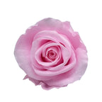 Forever Roses Preserved Flower Heads 6 Pieces DIY Gift Making Materials Wedding Centerpieces Flower Decorations Items